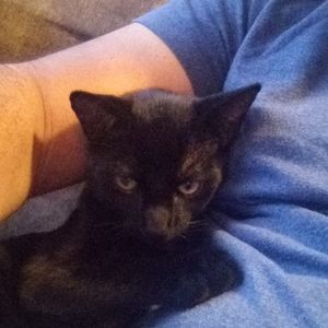 Giving him up for adoption